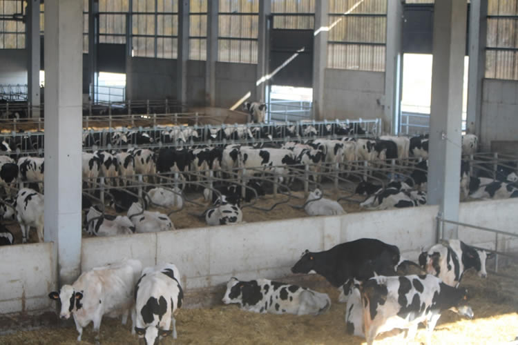 La recepción de leche de la UE aumentó 0,5 % en marzo de 2024/23.