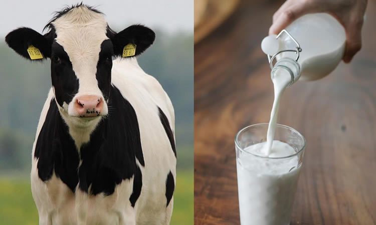 Invitan a celebrar Día Mundial de la Leche y Día del Productor Lechero