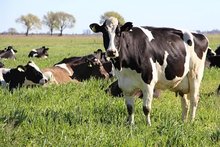 Situación 2023 y perspectivas 2024 de la lechería uruguaya