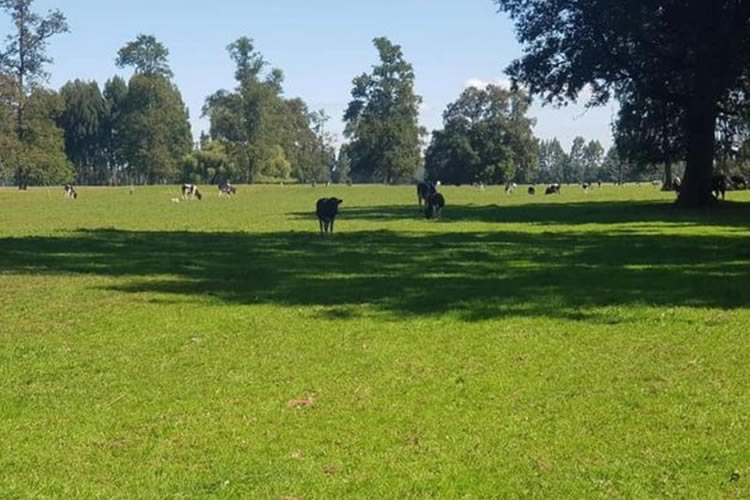 Sostenibilidad en agricultura: Potencial de Chile