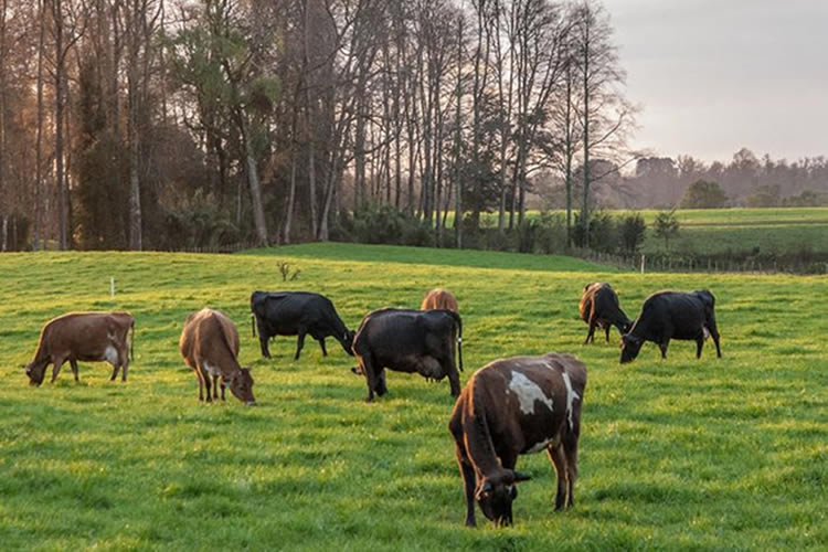 Agricultura regenerativa: Un nuevo modelo de producción agrícola
