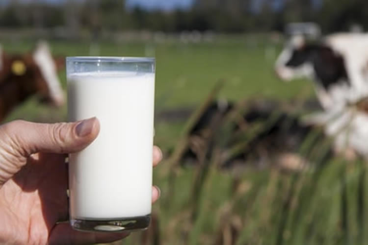 ¿Leche animal o leche vegetal?: Nutricionista comparó el aporte nutricional de ambas