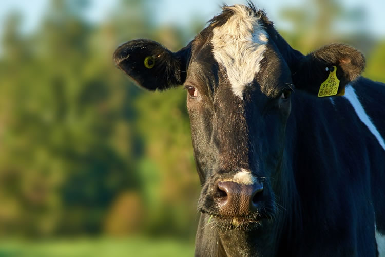 Producción láctea cae 2,3% en 2023, pero apunta a un repunte en 2024