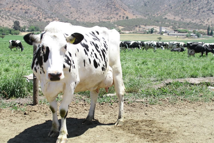 Producción nacional de leche cruda acumula alza de 2,8% al mes de septiembre