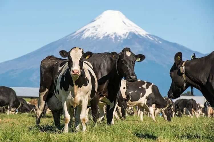 Cooperativas lácteas: Pilares del desarrollo y la sostenibilidad global