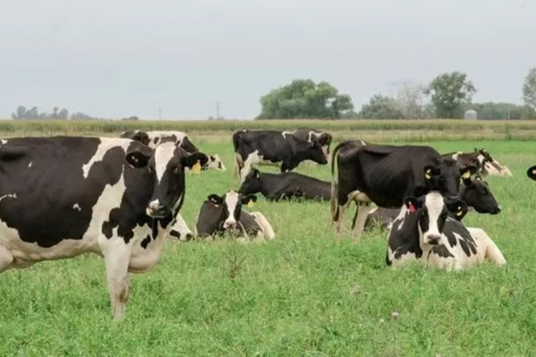 Afirman que hay buenas perspectivas para el negocio lechero en Argentina