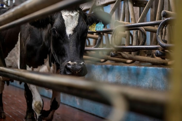 Irlanda: Perspectivas del sector lácteo para 2025