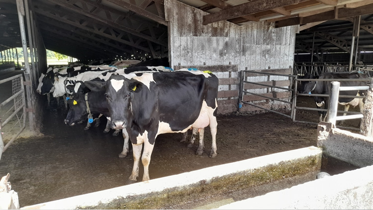 Sector lechero proyecta alza de producción nacional para 2025