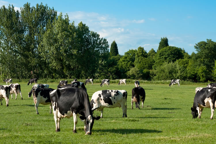 Saval cuestiona normas de uso de plaguicidas: &quot;no consideran la realidad de los campos&quot;