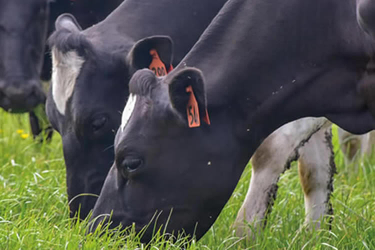 ¿Cuál fue la situación lechera por región en 2024?