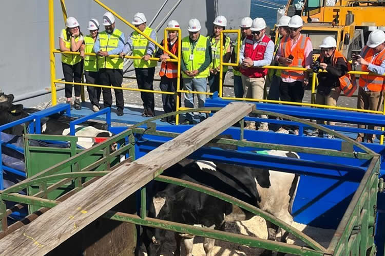 SAG certifica embarque de 2.500 vaquillas a Malasia
