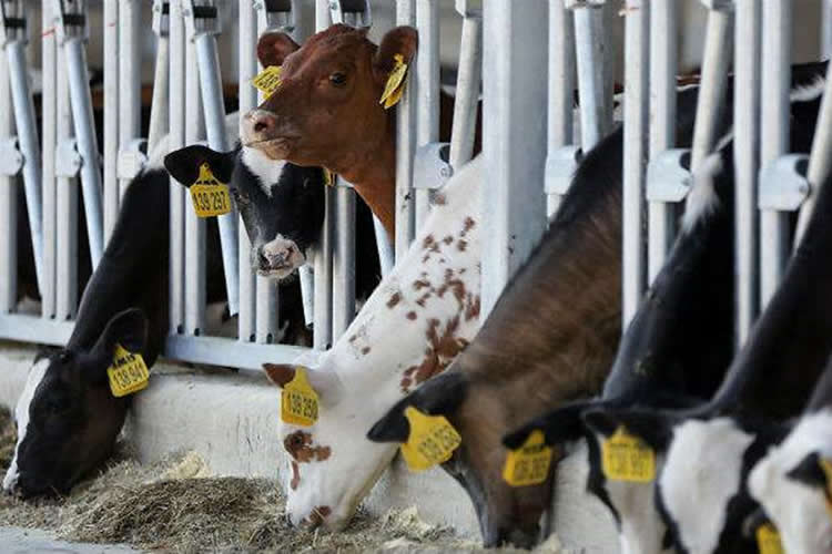 Situación producción láctea en Oceanía, UE y Sudamérica