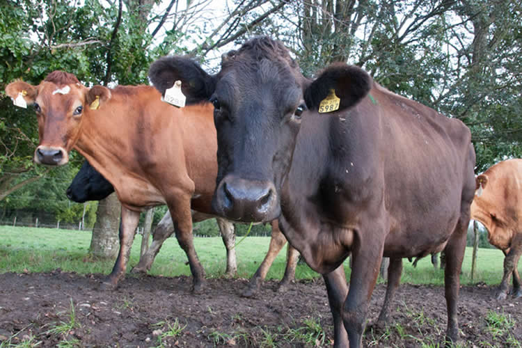 Del estiércol al agro: innovación biodegradable para reemplazar plásticos en cultivos