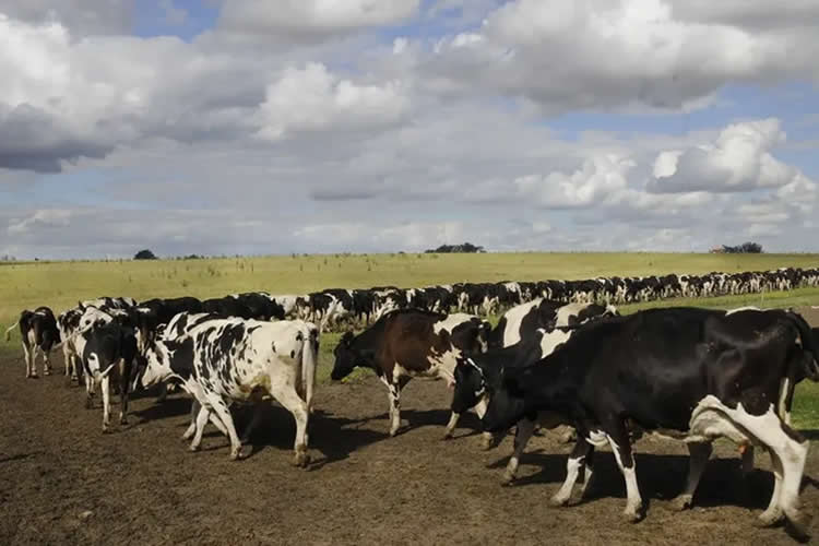 Uruguay: la lechería encamina un 2025 de buenos precios