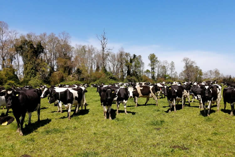 Investigador de INIA da a conocer cómo se calcula el balance de carbono para predios ganaderos