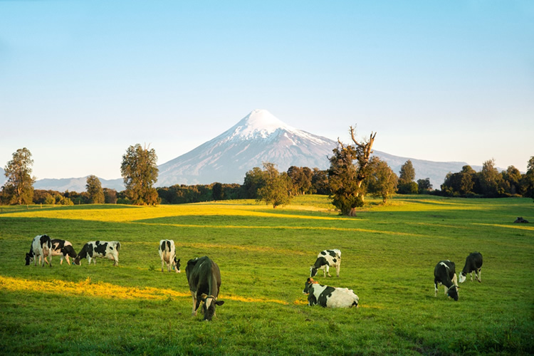  Regiones con mayor producción de leche arrancan al alza el año