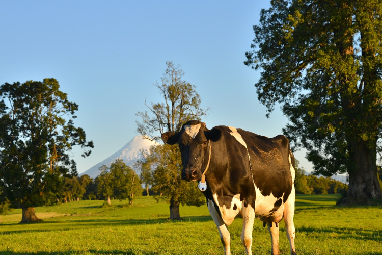Prevén bajo desarrollo de praderas debido a un otoño con poca lluvia