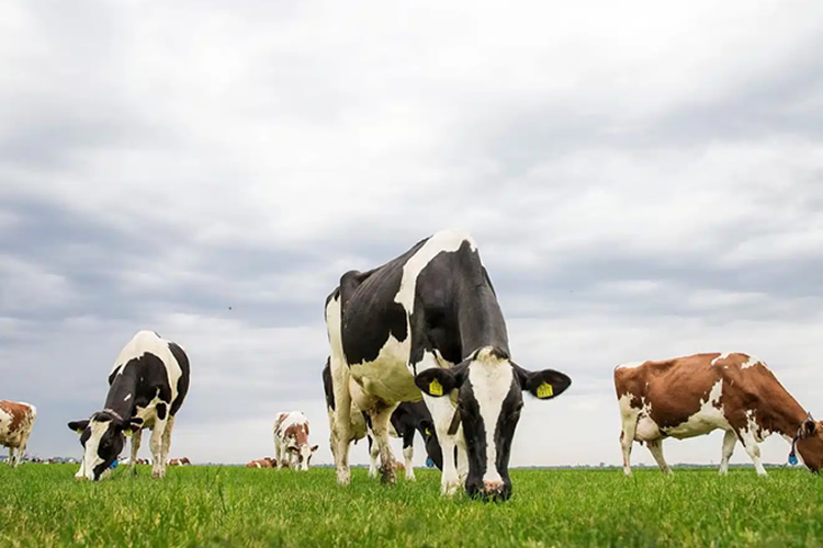 La producción de leche en la UE inicia la campaña con caída del 0,3%