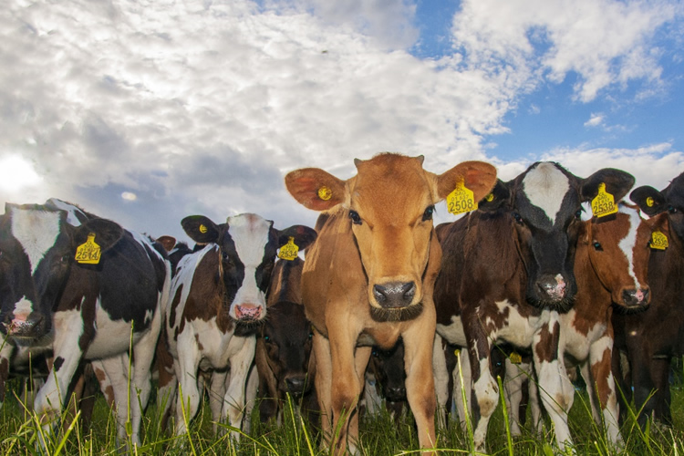 Lento avance en asociatividad y altos costos frenan crecimiento lechero