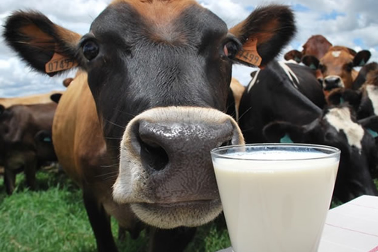 El índice de precios de los lácteos de FAO se mantuvo estable en marzo 