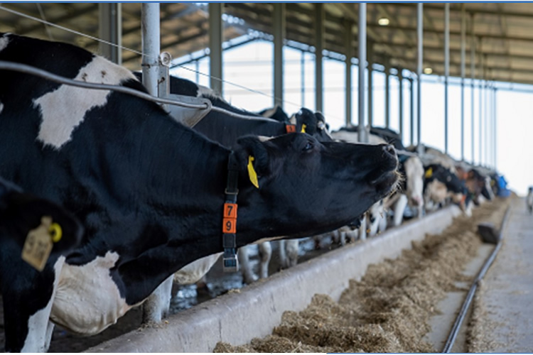 Claves para una nutrición eficiente, según un experto de EE.UU.