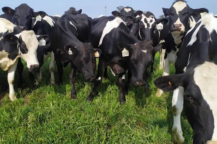 Uruguay: Las exportaciones de lácteos crecieron en un 19% interanual