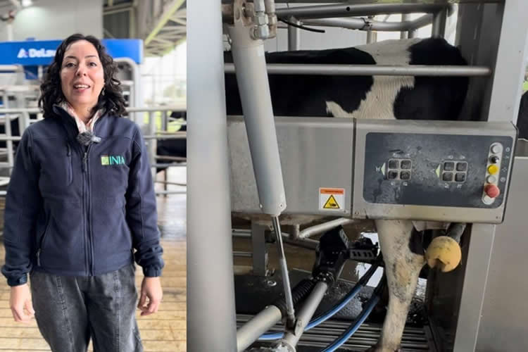 INIA Remehue será una de las sedes del tour técnico de la Cumbre Mundial de la Leche 2025