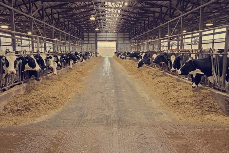 Estados Unidos: Aranceles ponen el comercio de lácteos en primer plano