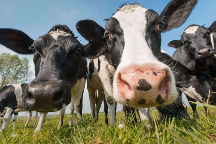 Rabobank prevé precios firmes por menor crecimiento en producción