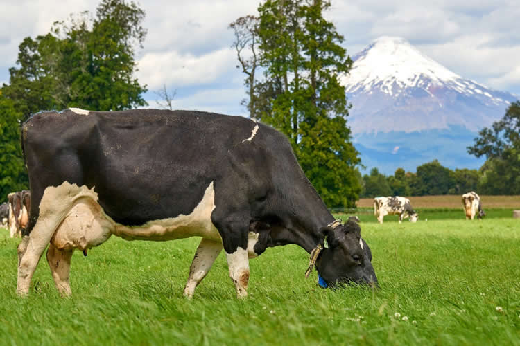 Innovación y sostenibilidad: La clave para la alimentación del futuro