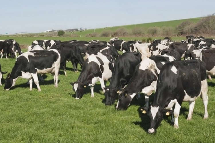 ¿Cuál es el precio que han pagado las industrias lácteas de la UE en marzo?