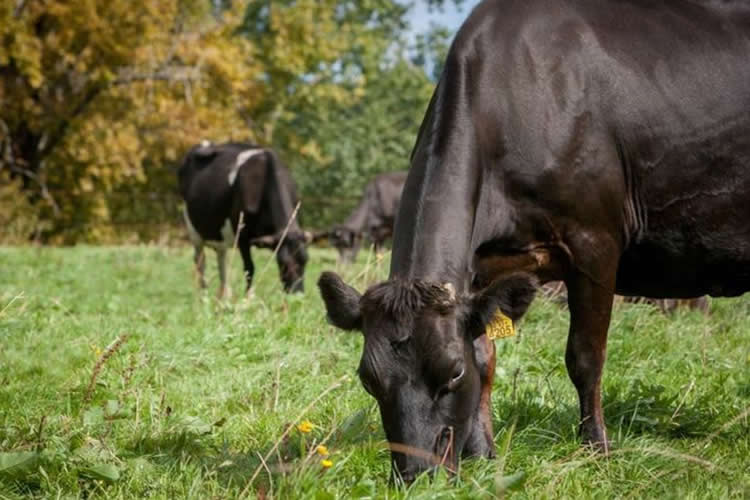 Productores ven oportunidad en China para aumentar exportaciones