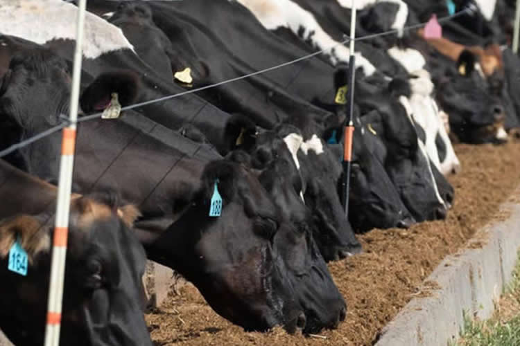 Situación producción láctea en Oceanía, UE y Sudamérica