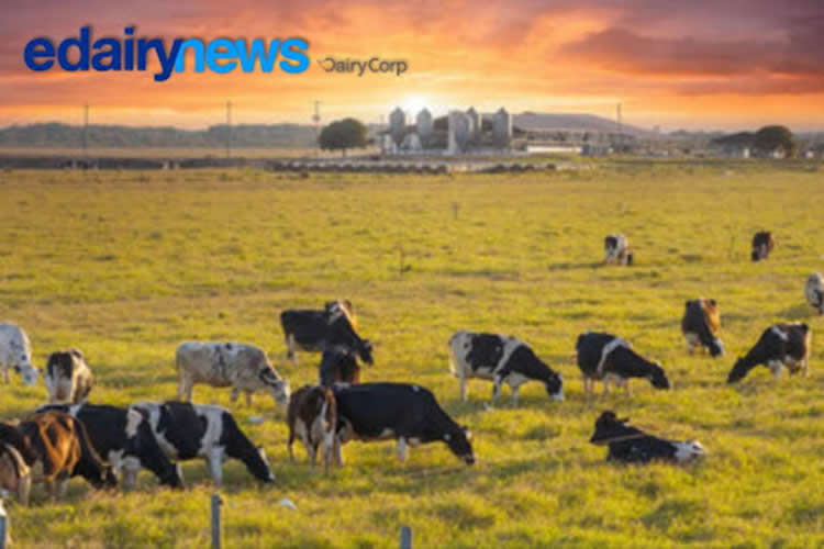 El Niño 2024-2025: Clima extremo y su impacto en la producción láctea global