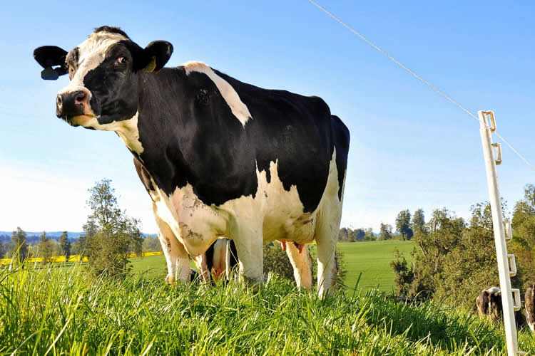 Sector lácteo argentino prevé una producción récord en 2025