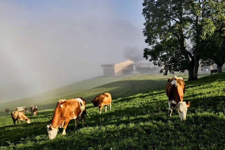 Austria, un modelo en Europa de relevo generacional agrario