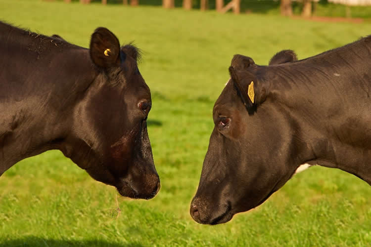 FIL-IDF: “Si bien los desafíos son globales, las soluciones son locales”