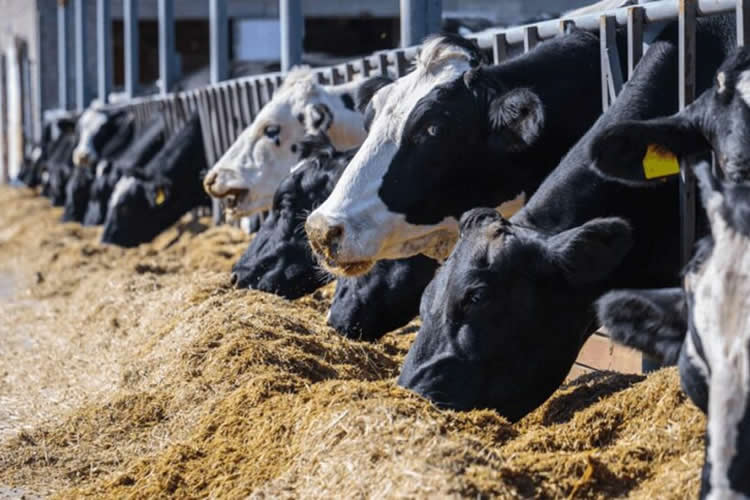 Producción y Precios de la Leche: ¿Qué esperar para 2025-26? 