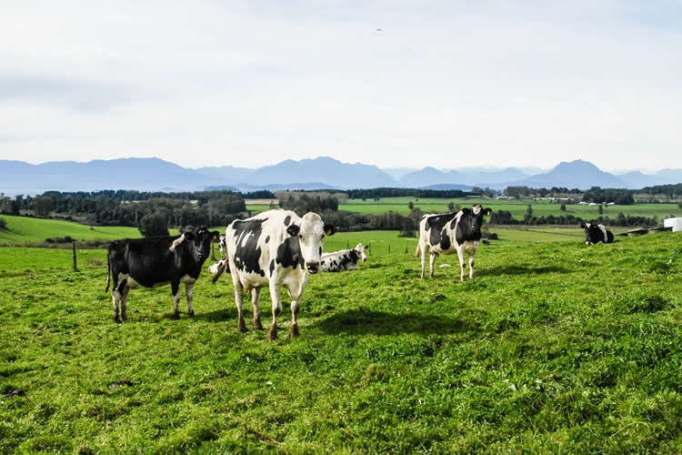 Situación producción láctea en Oceanía, UE y Sudamérica- USDA