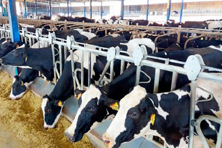 Tendencias en la producción láctea europea