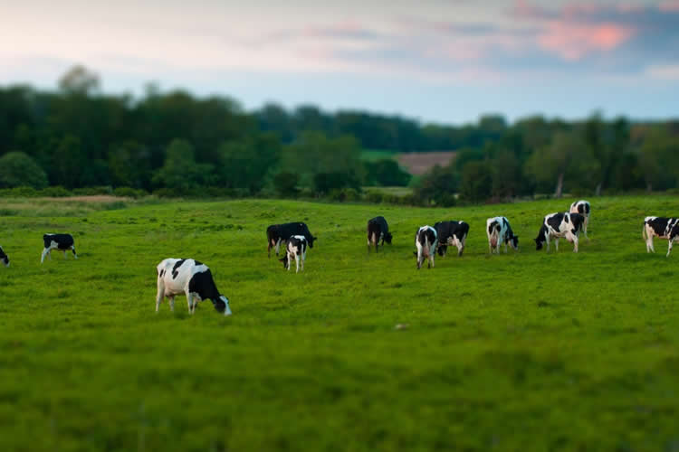 Precio de la leche disminuyó un 1,1% a marzo de 2025 