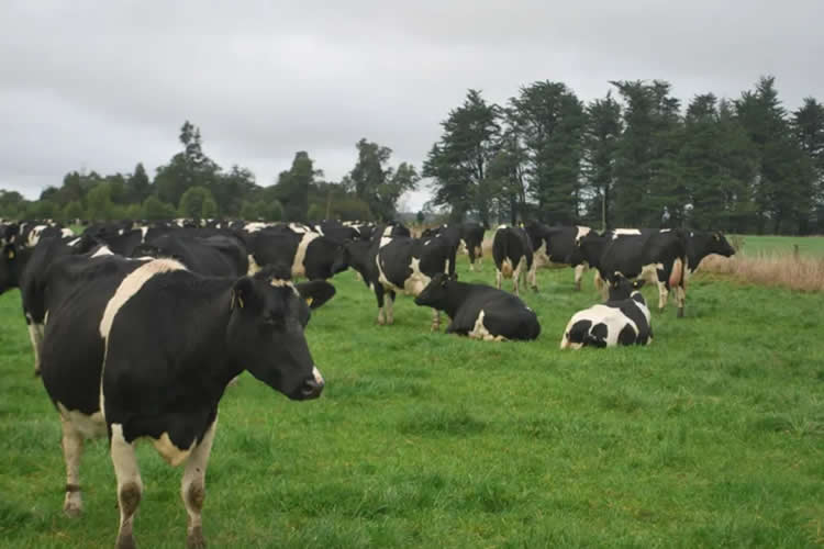 Lecheros esperan mejora en los precios por alza sostenida de la demanda