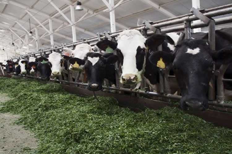 Pulso a la producción mundial de leche