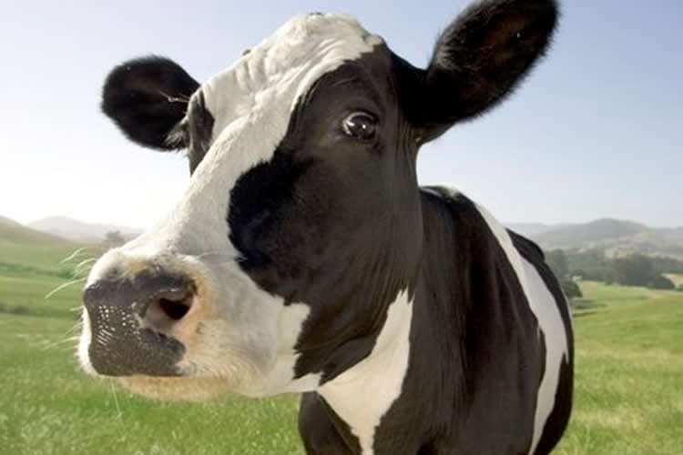 Asia impulsa el mercado lácteo: precios en alza según la FAO