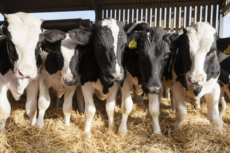 Situación y tendencias de producción láctea global - USDA