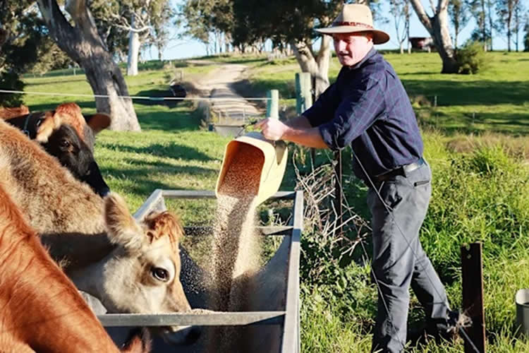 industria láctea australiana: desafíos y perspectivas