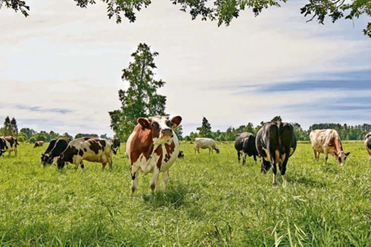 Cuatro décadas de cambios en la lechería chilena: avances, desafíos y proyecciones
