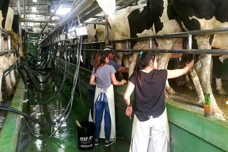 Encuesta de Fepale sobre la mujer en las actividades de la lechería