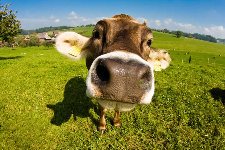 Recepción lechera sigue firme y crece 8,3% de enero a abril de 2025