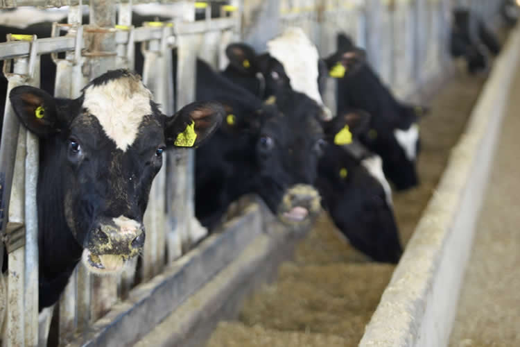 Falta de mano de obra y aumento de normativas laborales y ambientales desafían al sector lácteo